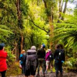 Unveiling the Maori Culture: Authentic Experiences on New Zealand Tours
